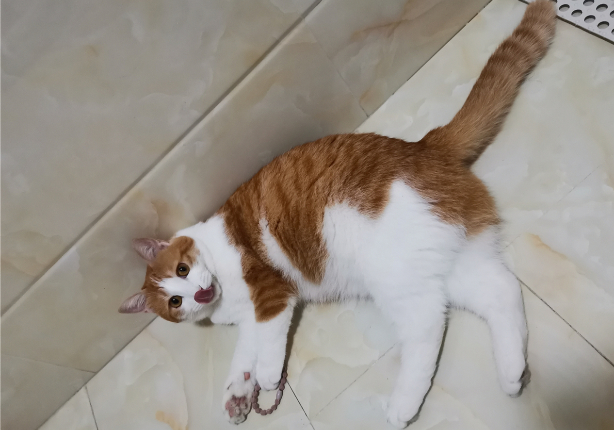 铲屎官用风油精对猫咪有什么影响,抽烟会不会导致猫咪得猫鼻支