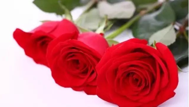 一万年一次的2020520；一起认识100种玫瑰~别送错啊