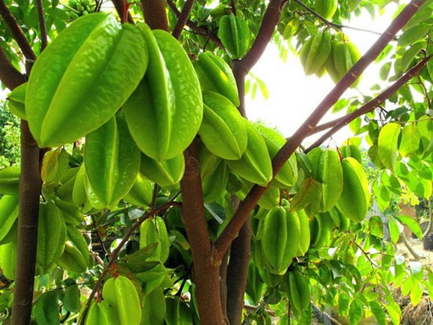 百种味道的果子,百种果实图片