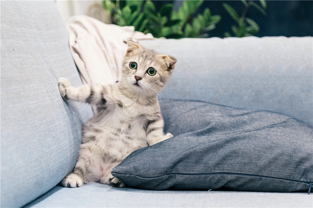 猫咪便秘最快的解决办法,猫咪便秘了怎么办快速解决
