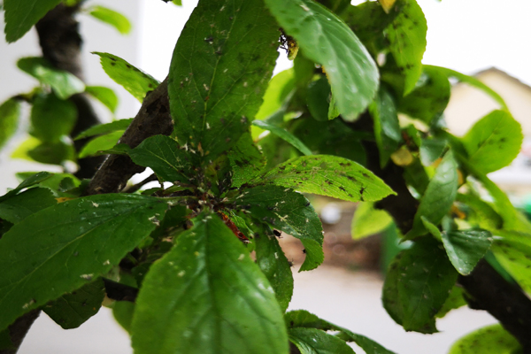 李树长了白色小虫怎么办,李树干长虫子怎么办