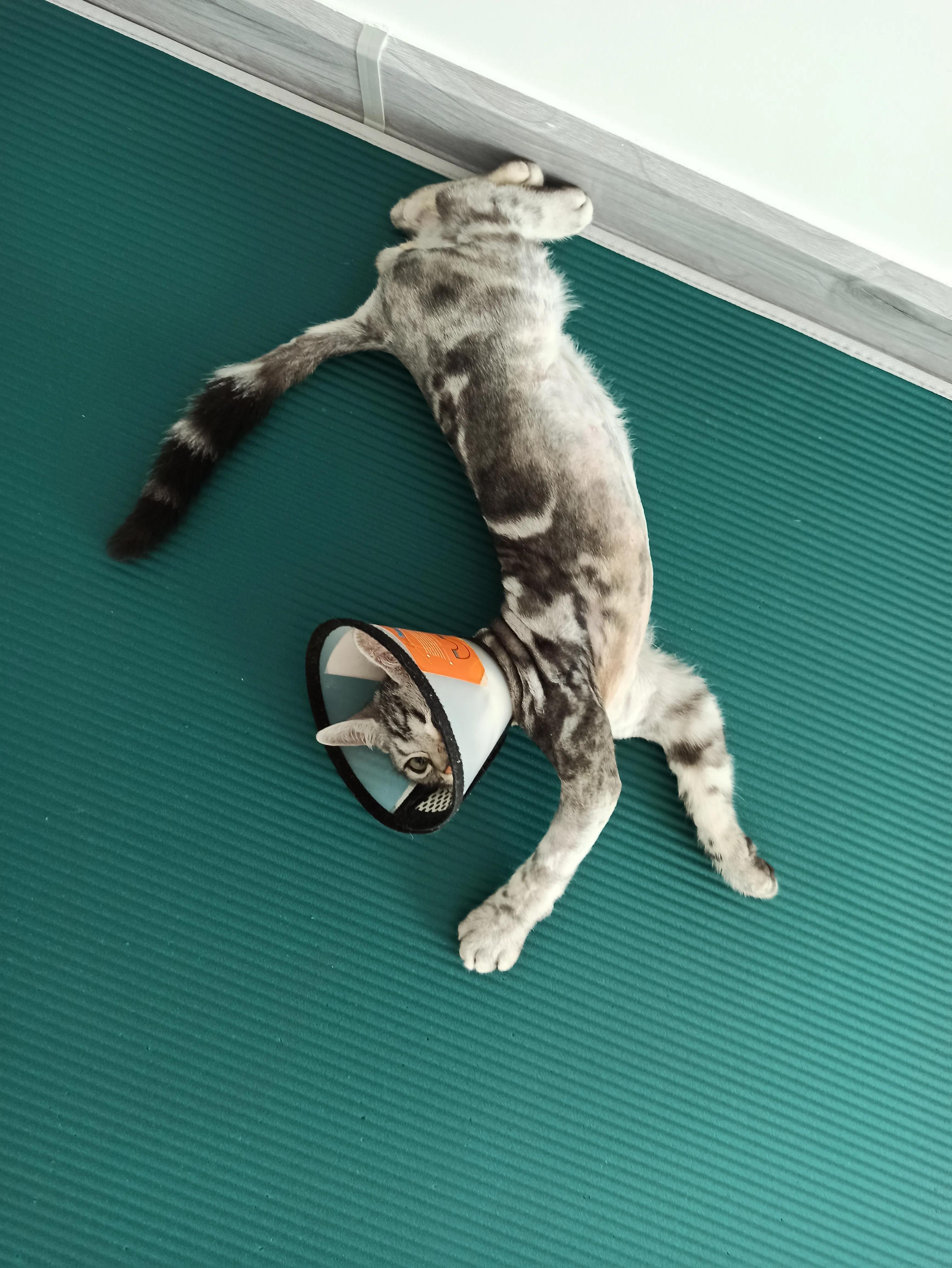 猫癣治愈的过程,猫癣的治疗全过程