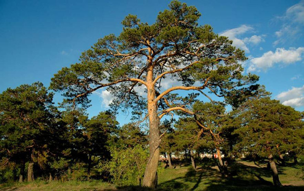 种樟子松的前景如何,樟子松种植视频大全