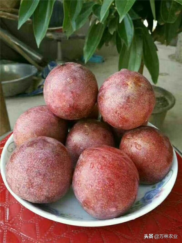 李子苗新品种恐龙蛋,恐龙蛋李子树苗适合湘南种植吗