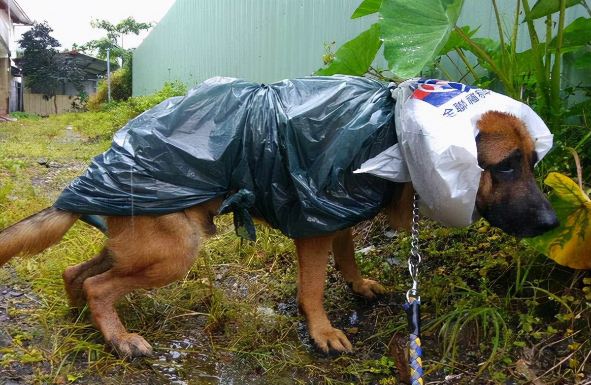 狗狗爱吃葱是怎么回事,狗狗爱吃袜子怎么回事