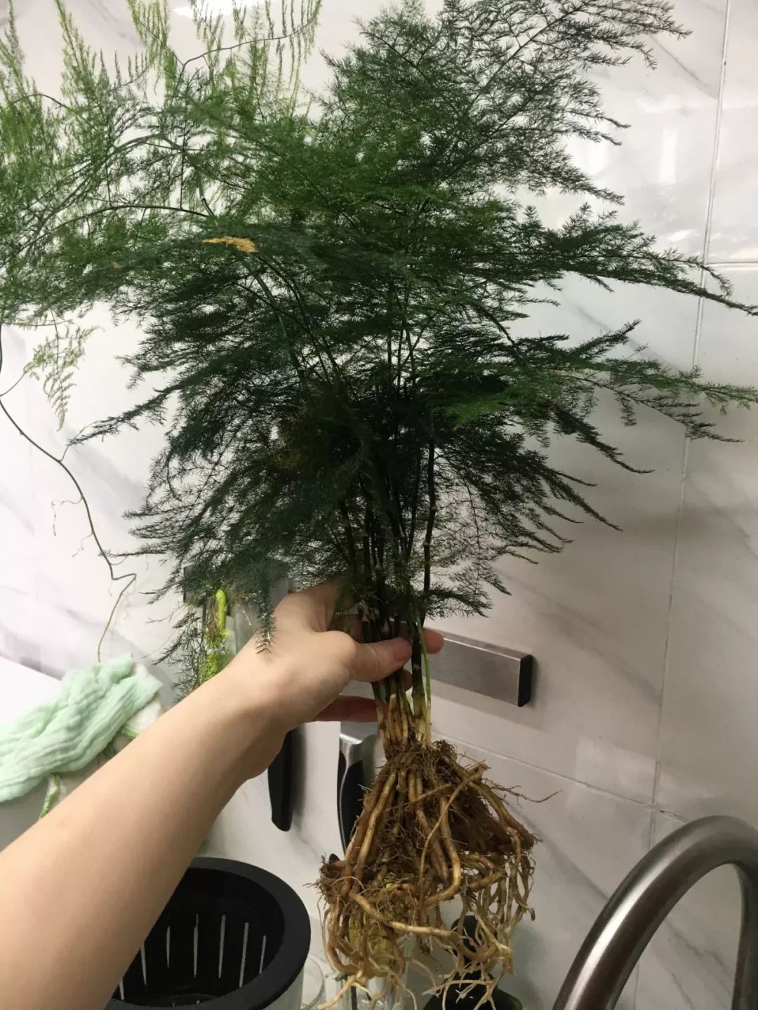 几种竹子,20种竹子种类大全及图片