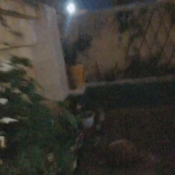 大橘猫一直受委屈被三只母猫欺负,邻居家猫老是来我家怎么办