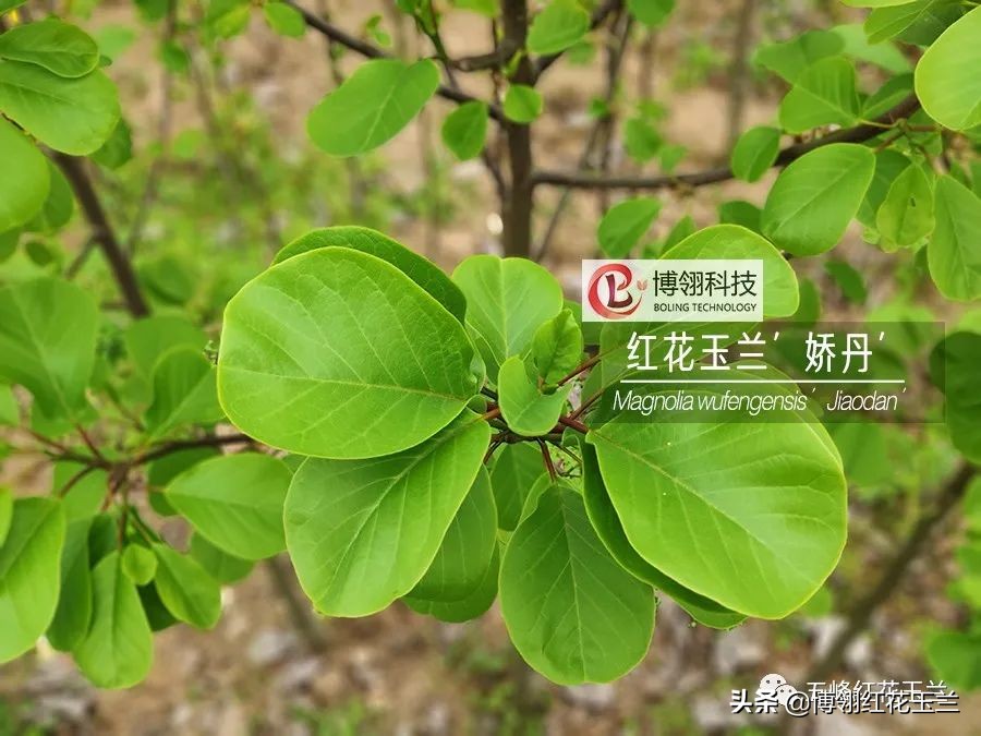 娇红一号玉兰真假识别,娇红一号玉兰和黄鸟玉兰区别
