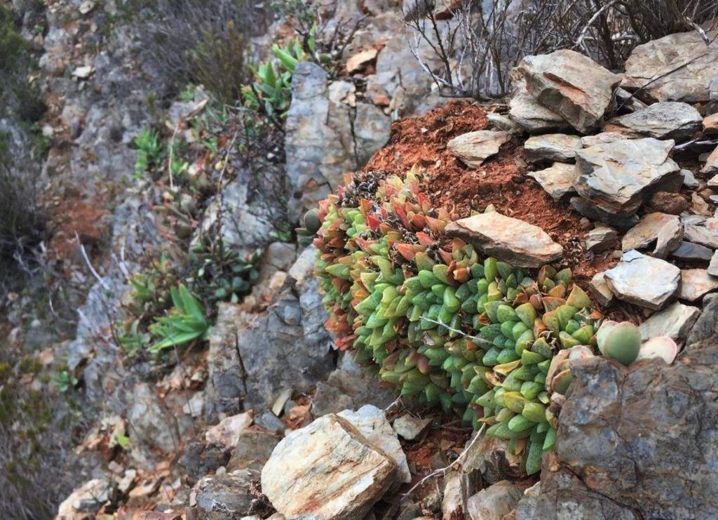 怎么让玉露更透光,让玉露晶莹剔透的方法