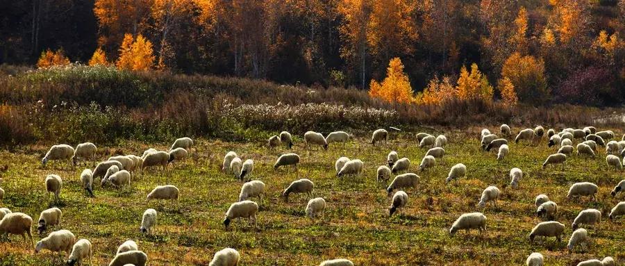 抖音羊毛大军,羊毛大军怎么加入