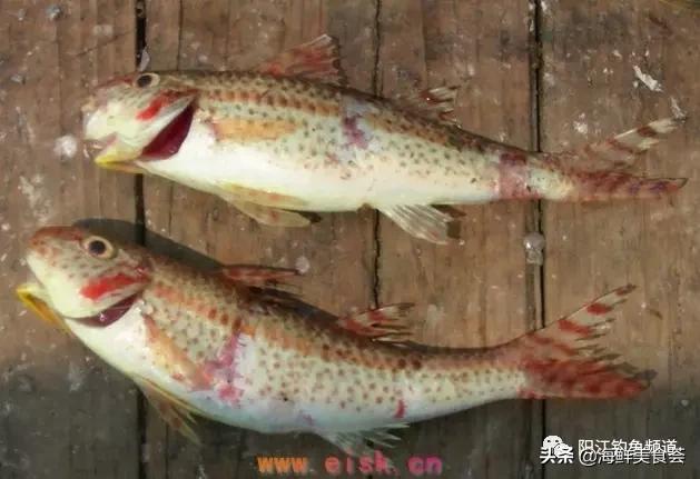 中国本土最便宜的鱼10种,哪些鱼档次又高又便宜