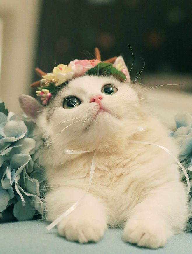 专治猫咪软便的十款猫粮,猫咪软便猫粮测评