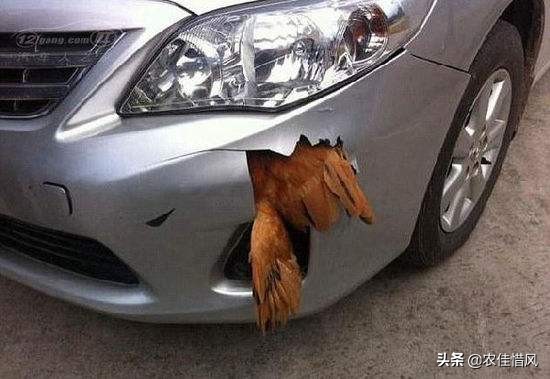 开车撞到了农村的土狗怎么办,农村开车撞死土鸡怎么处理