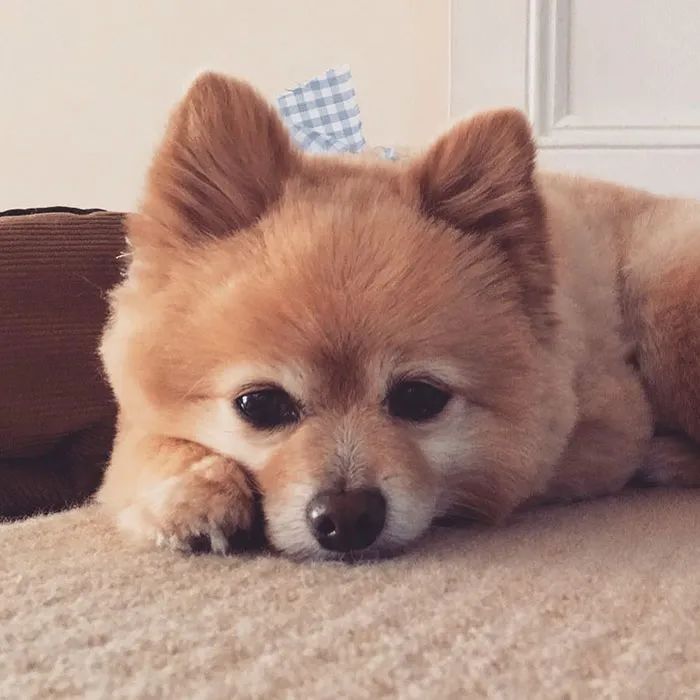 小伙给狗狗剪毛太治愈了,手残给狗剪毛