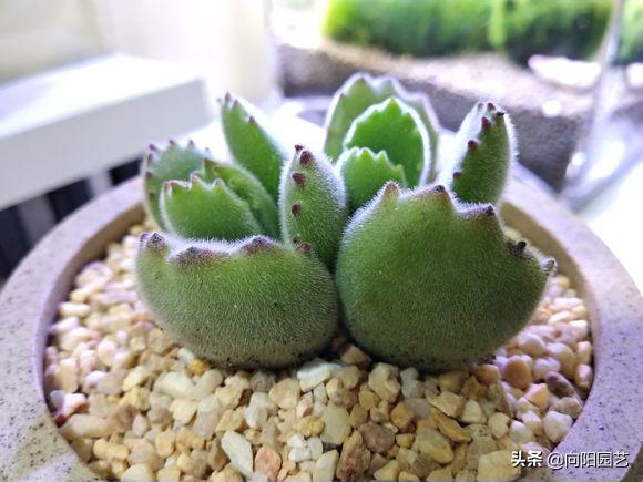 熊童子怎样养出红指甲,熊童子的爪爪怎么样才能变红