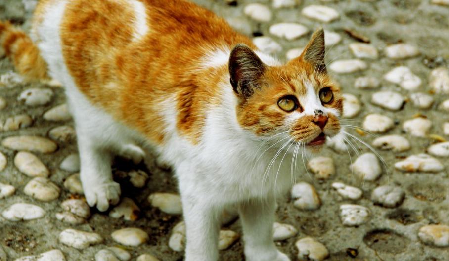田园猫也是一条生命,中华田园猫中最稀有的田园猫排名