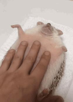 吸猫养狗和养猫的不同之处,养宠物猫比较流行的城市