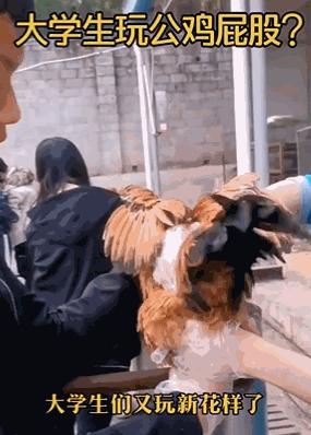 给母猪保健用什么中药最好,给母猪做产后护理