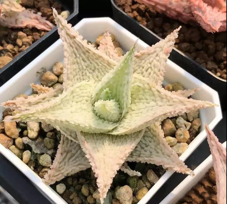 园艺观赏芦荟,园艺芦荟图鉴说明