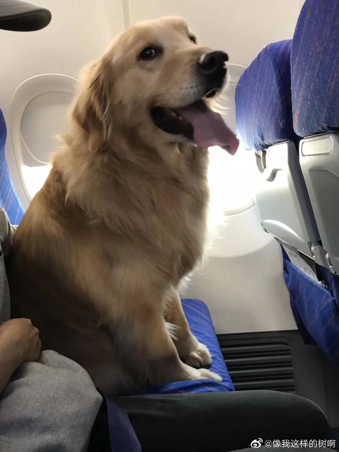 金毛siri被无良商家托运真实视频,金毛被主人丢弃了真是太可怜了