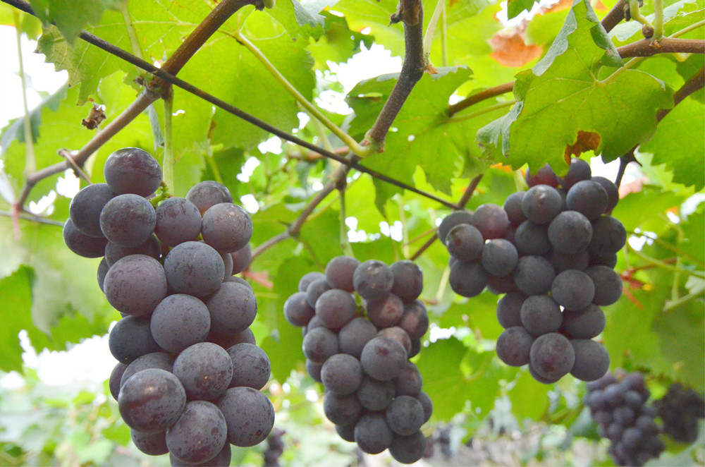 葡萄用什么洗会洗掉上面的虫卵,葡萄要怎样洗才能洗去农药