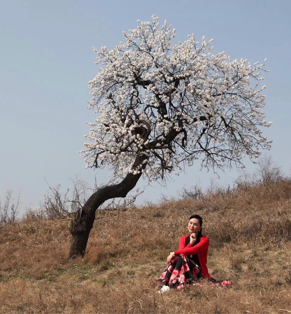 百年古杏林，似苍龙腾越，似雄鹰展翅，笔者带你走入这醉美的地方