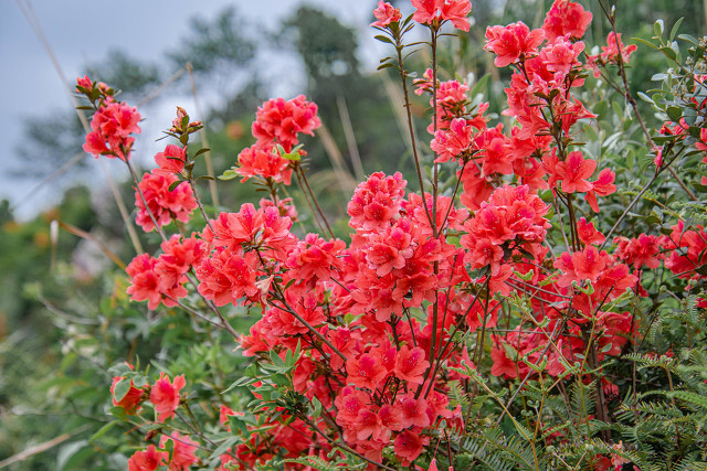 啼血杜鹃诗词,形容杜鹃花的散文