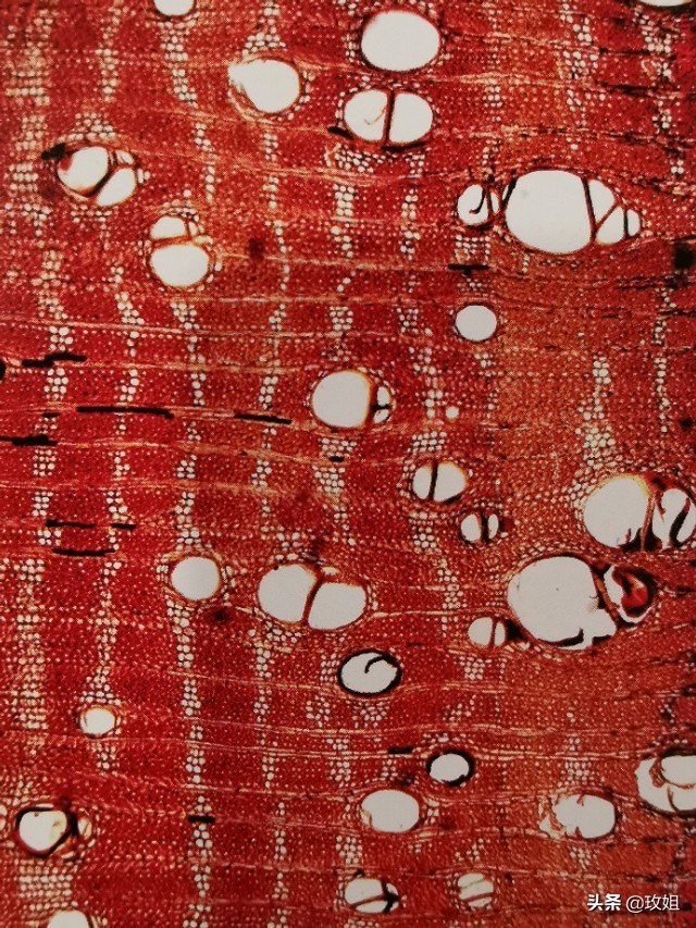 红木阔叶黄檀品种,红木种类红木家具