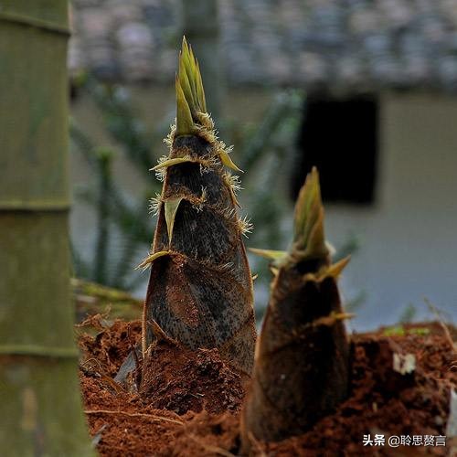 竹笋诗词精选三十一首,山中竹笋诗词