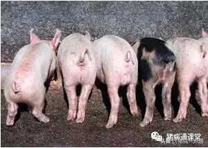 猪断尾和不断尾有啥区别,给猪断尾巴的好处