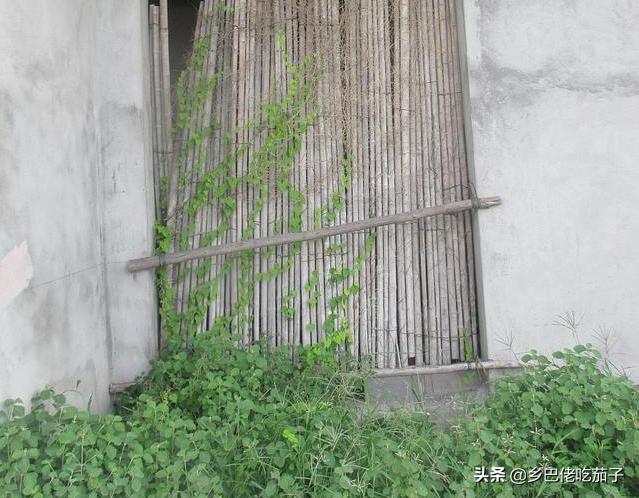 蔬菜粉虱怎么处理,蔬菜烟粉虱的天敌及综合防治策略