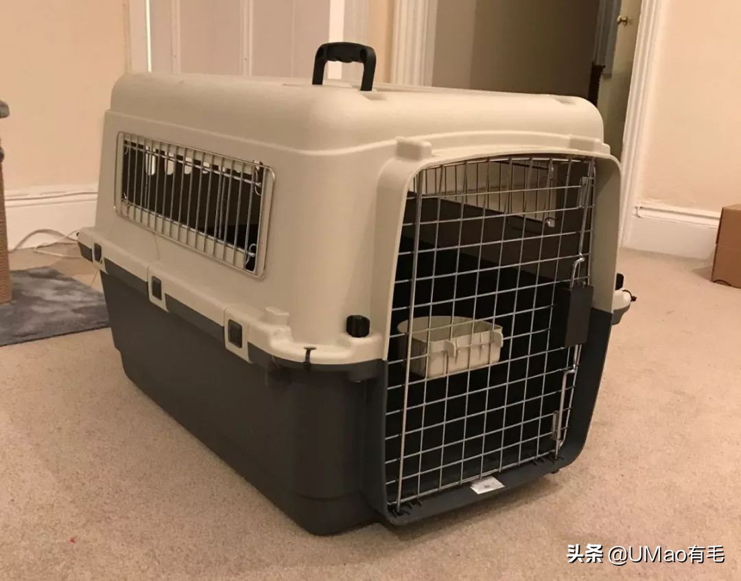 小猫咪托运怎样才最安全,如何托运小猫咪