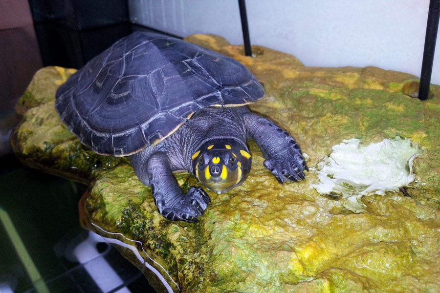 乌龟一直浮水怎么解决,乌龟浮水怎么消除最快