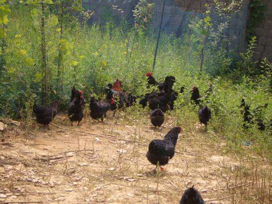 蛋鸡标准化安全生产关键技术,蛋鸡养殖安全管理制度