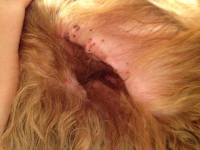 狗狗生殖系统有哪些常见疾病,预防狗狗疾病