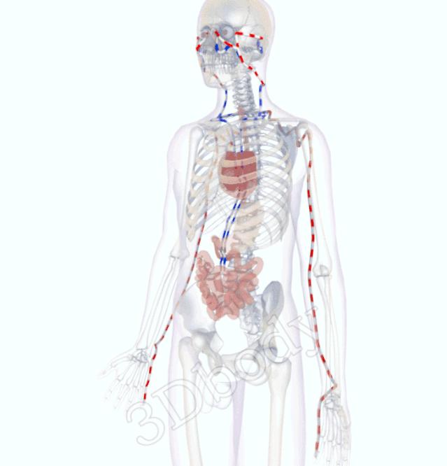 3d经络循行图讲解,阴维脉与阳维脉3d循行动态走向图