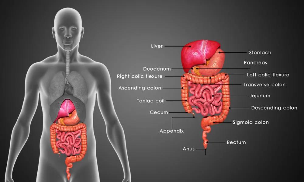颠覆认知尼古丁,颠覆认知的吸烟