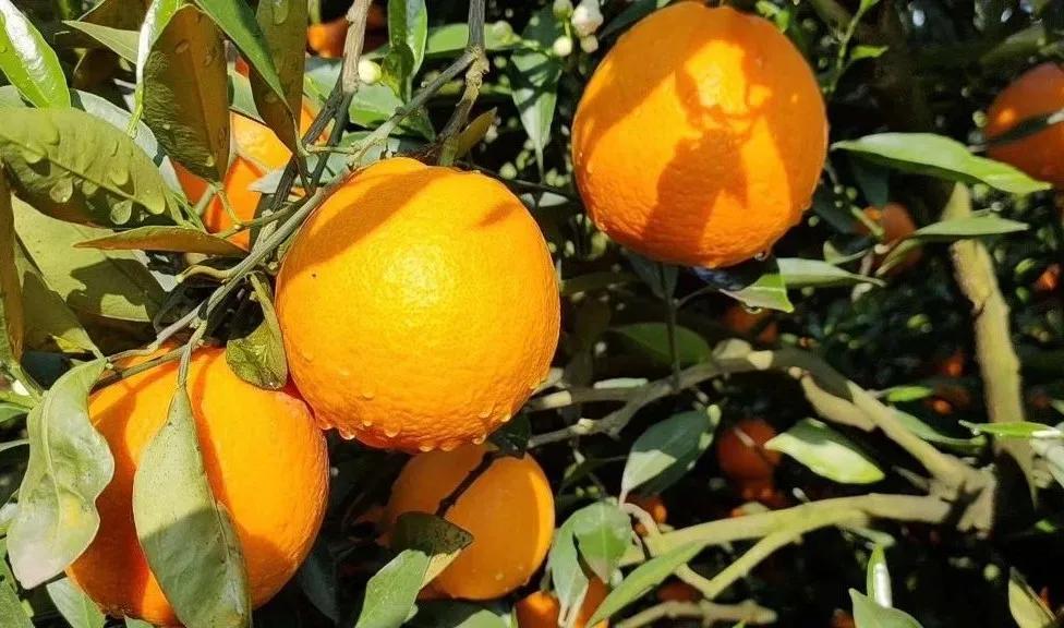 襄阳四季青水果批发市场位置,襄阳最大水果交易市场