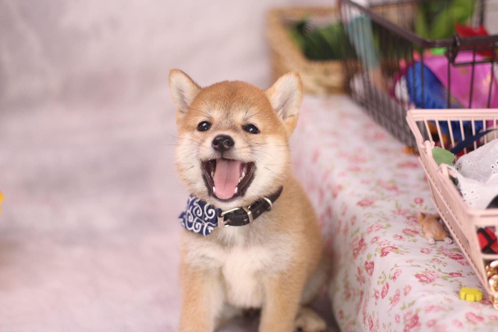 柴犬幼犬怎么分真柴犬还是土狗,柴犬赤柴幼犬如何挑选