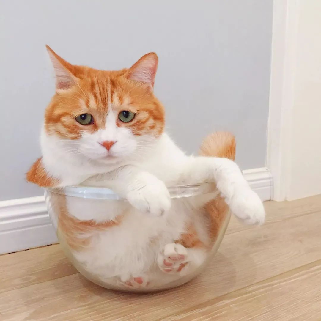 铲屎官能把弓形虫带回家吗,铲屎官弓形虫