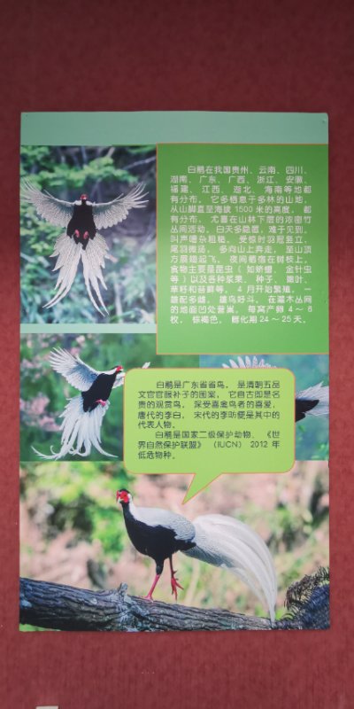 “鸟中‘闲客’——白鹇”特展在黑龙江省博物馆展出