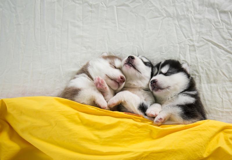 刚带回家的狗狗一直叫怎么办,狗狗不睡觉嗷嗷的叫唤是怎么回事