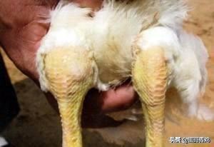 鸡葡萄球菌最佳防治方法,养鸡葡萄球菌病怎么治疗