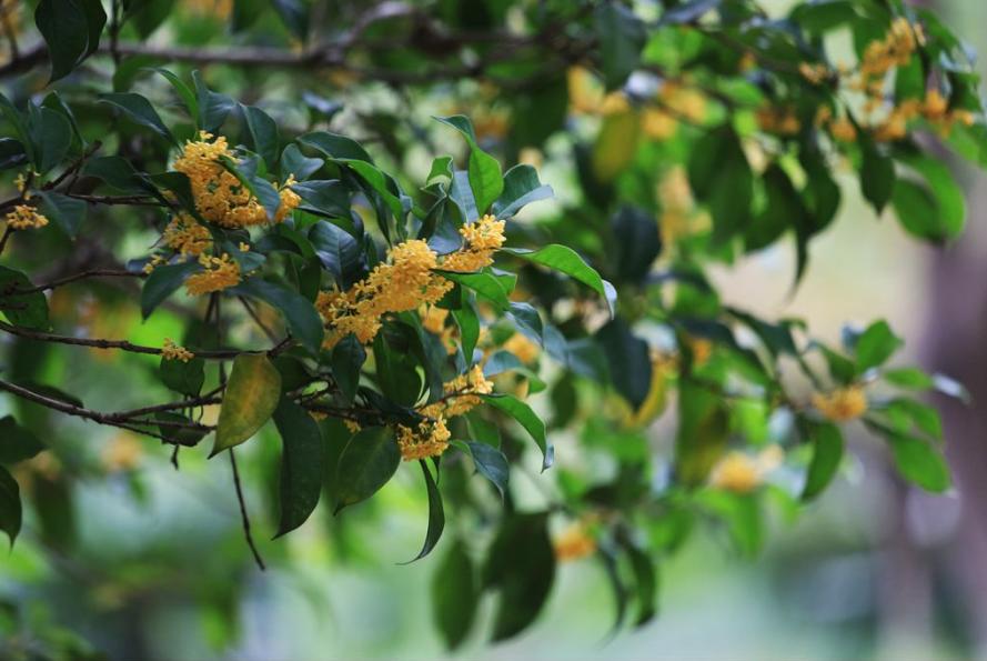 含有桂花的经典古诗赏析与解读,必背古诗词中关于桂花的诗句