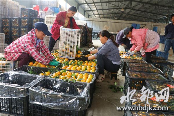 「十堰」习家店镇柑桔俏销四方，带富一方百姓