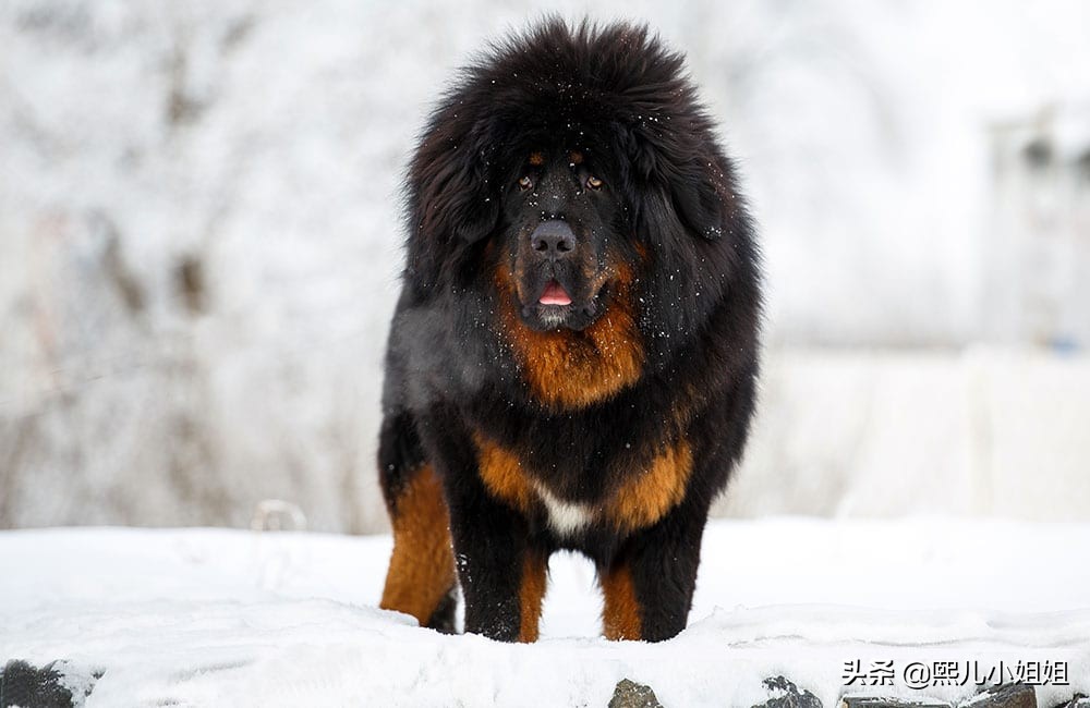 十大名贵犬种及价格,名贵小型犬种大全视频