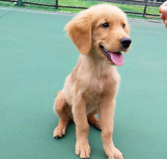 金毛幼犬偏瘦怎么办,金毛犬矮