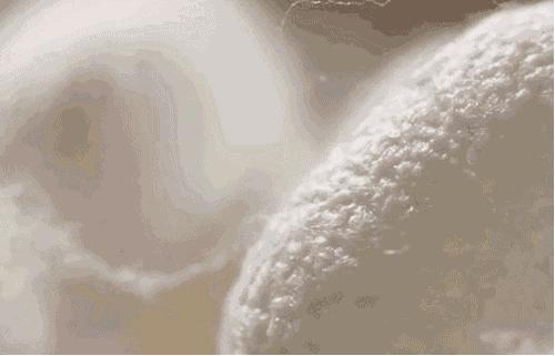 蚕丝的内幕,蚕丝被内幕曝光