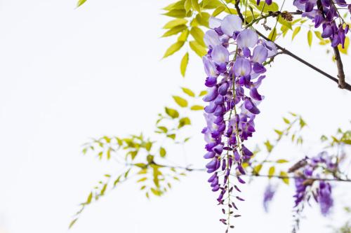 紫藤花随风摇曳,一帘幽梦里的紫藤花片段