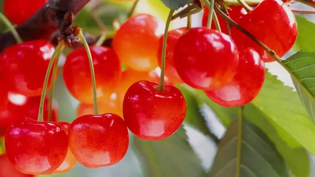 日本车牌都有什么,日本的车牌号有什么